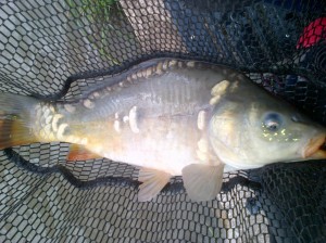 biggest mirror carp of the day